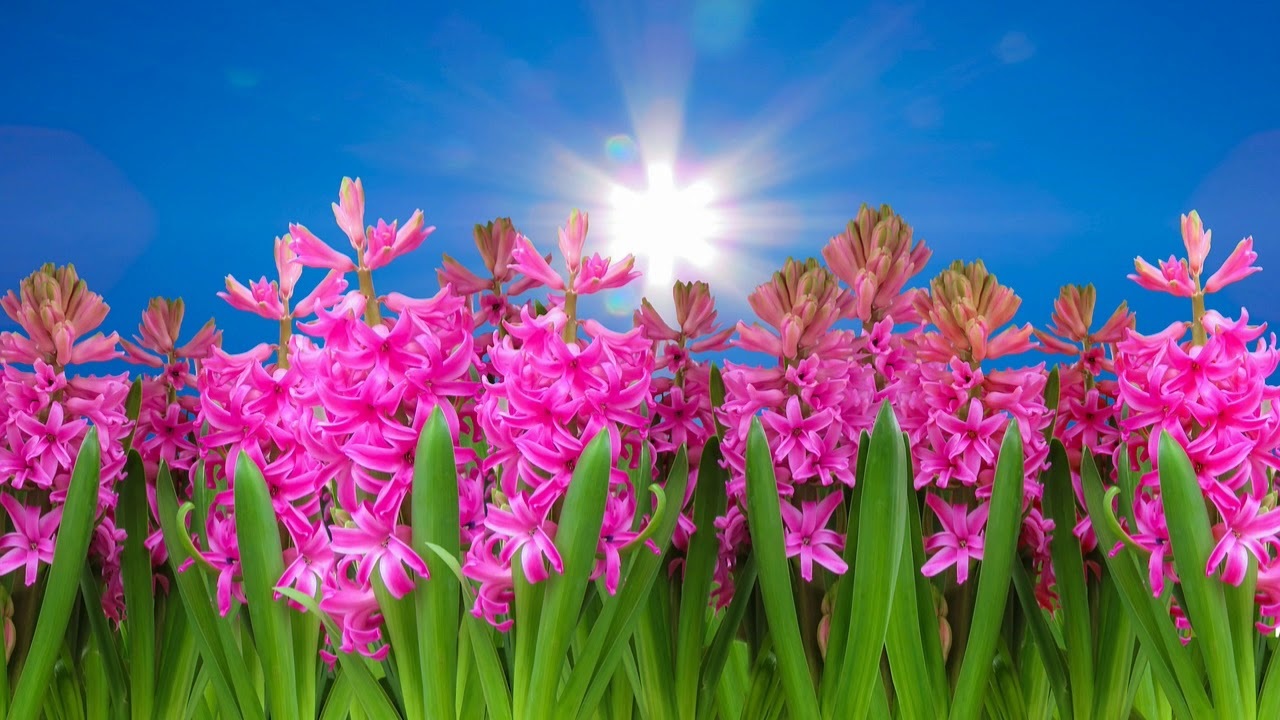 Поздравляем с днём рождения декана филологического факультета Елену Васильевну Корноголуб!